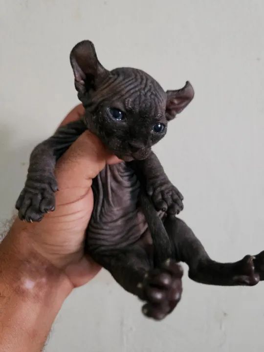 sphynx dwelf - Foto 4