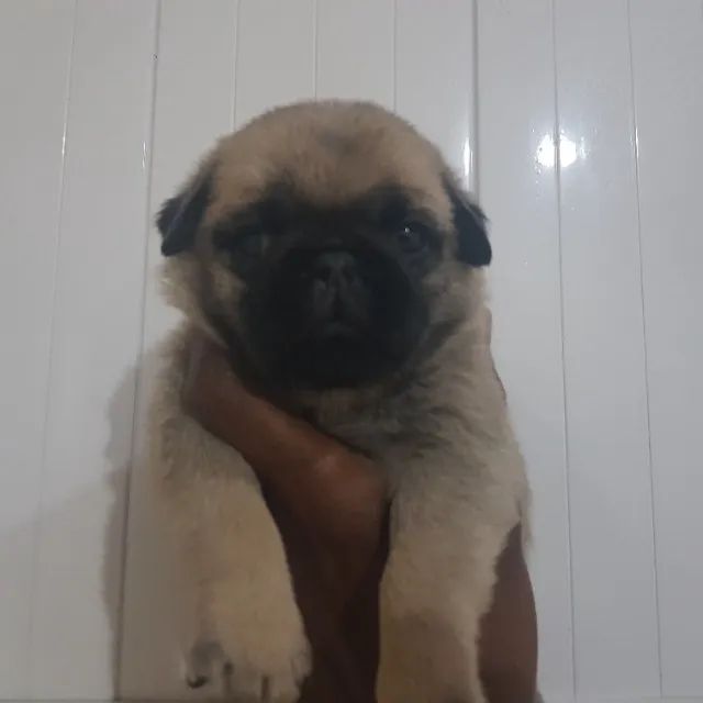 lindo filhote de pug, com documentação - Foto 3