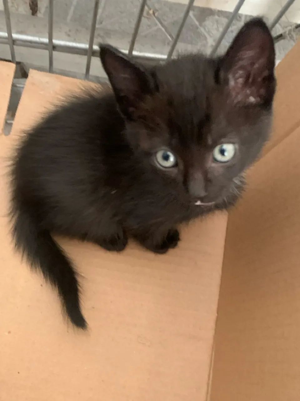 Gatinho Preto para Adoção - Foto 3