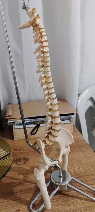 Coluna vertebral mostruário 