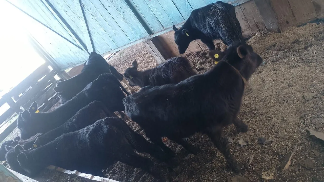 Bezerros Angus para venda