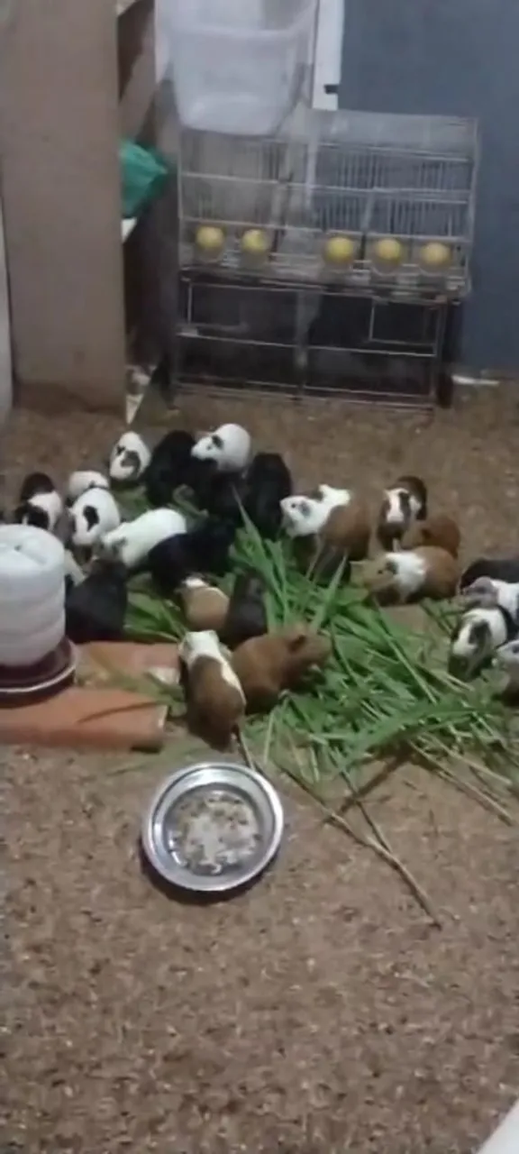 Vendo lindos porquinhos da Índia