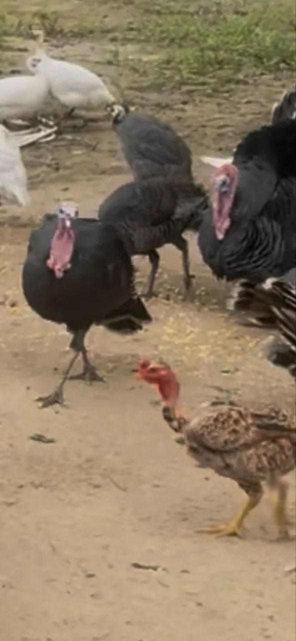 Peru Caipira - Foto 5