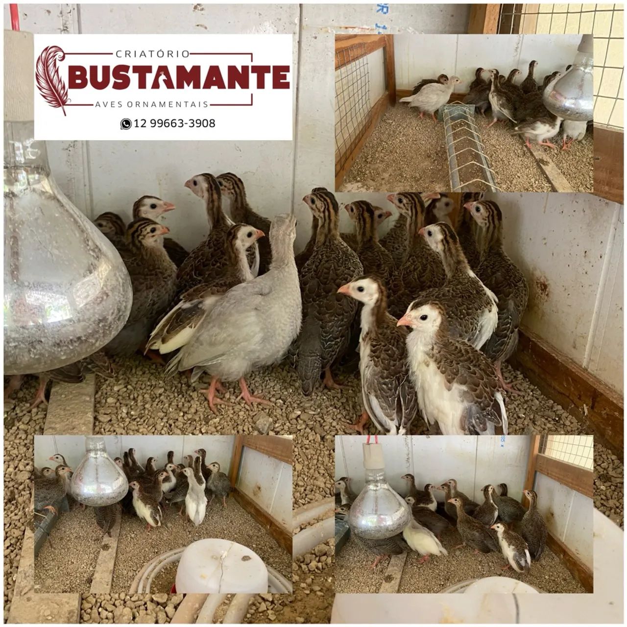 Galinha D'Angola - Criatório Bustamante - Foto 4