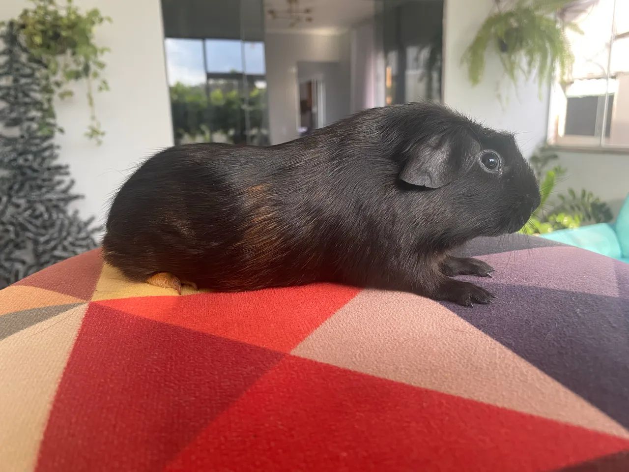 Porquinho da Índia Inglês Europeu  - Foto 4