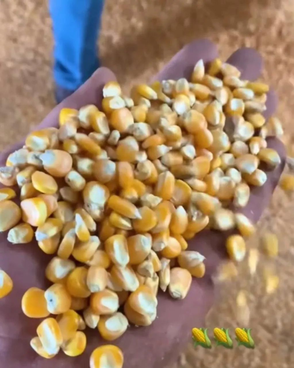 Milho em Grãos Safra Nova Passado em Peneira de Limpeza somente em sacas de 60 kg - Foto 5