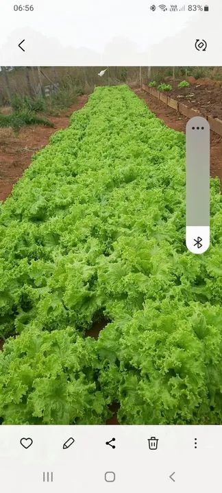 Alface barato  - Foto 3