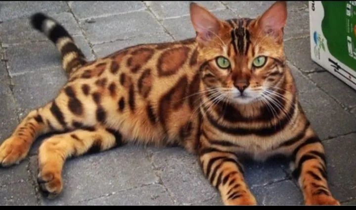 Gato Bengal filhote