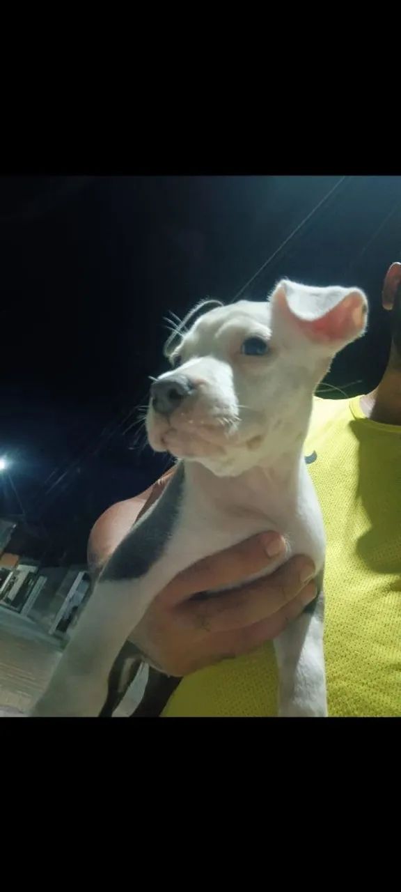 Filhote de Pitbull