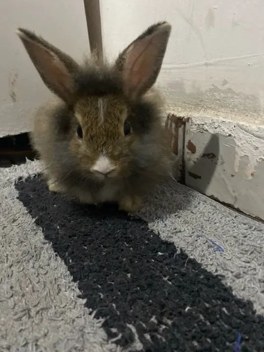 Coelhinho fofinho para adoção - Foto 3