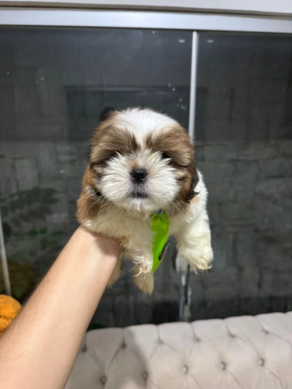 Filhote MACHO SHIH TZU