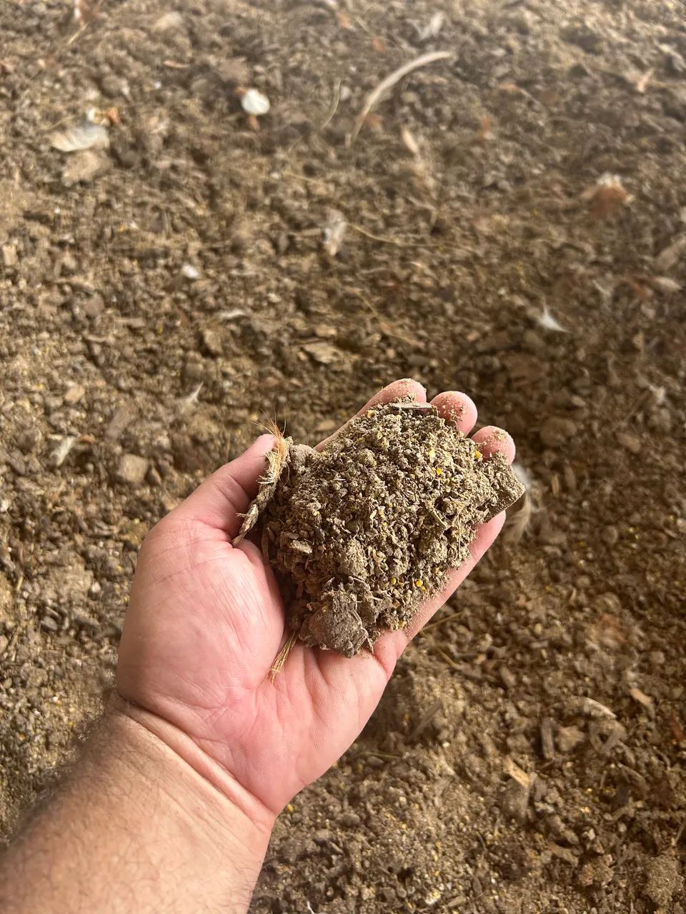 Adubo de galinha  - Foto 5