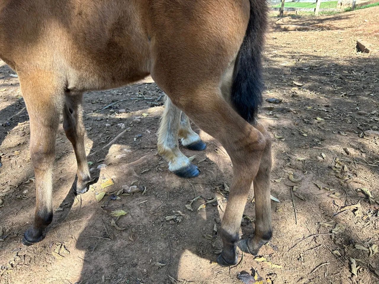 Jumento Pega Marchador - Foto 6