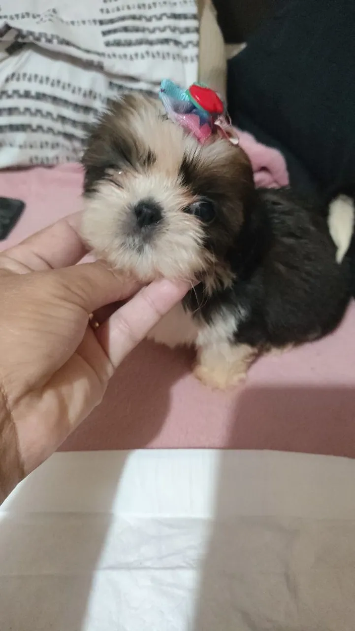 Shih Tzu Fêmeas