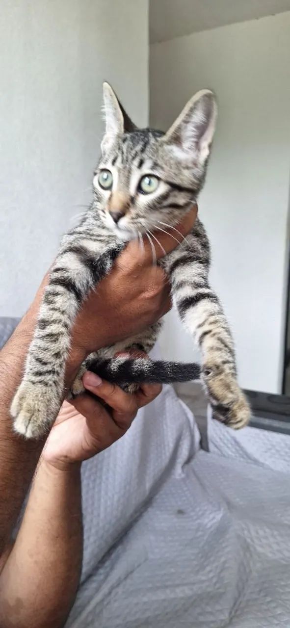 Gato para adoção  - Foto 2