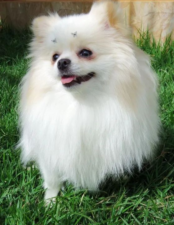 Spitz Alemão Disponíveis 