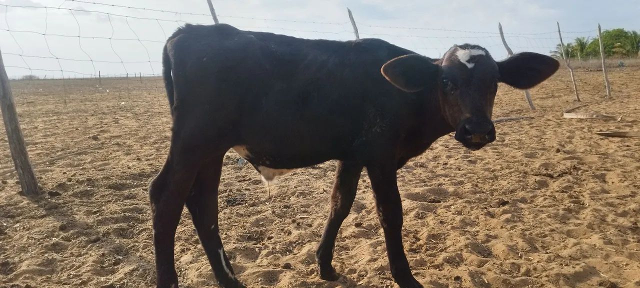Bezerros  - Foto 5
