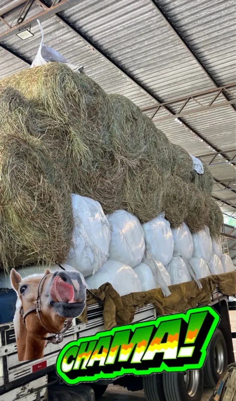 Bolas de Feno  - Foto 6