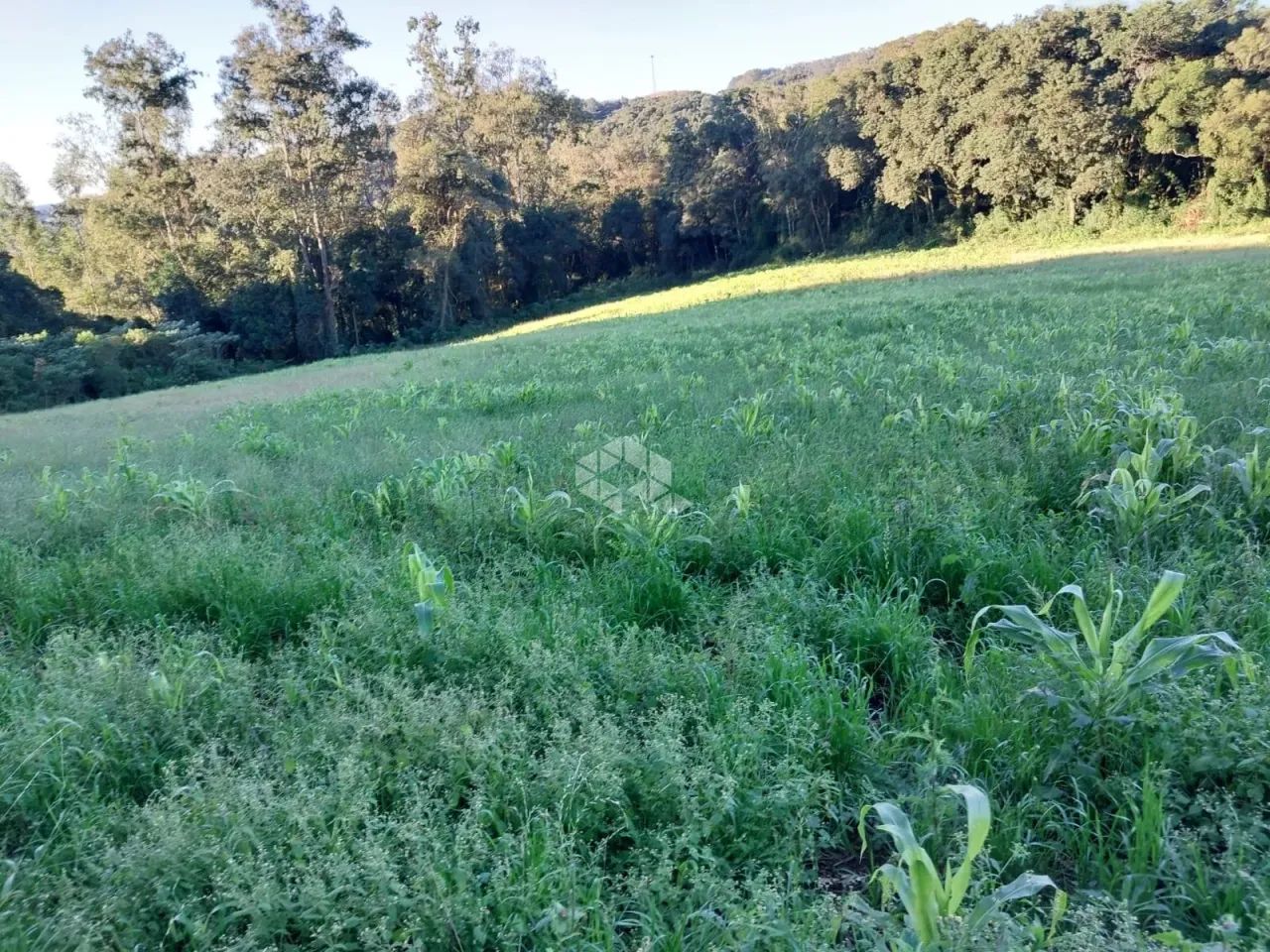 Área de terra de 02 hás agricultável - Foto 6