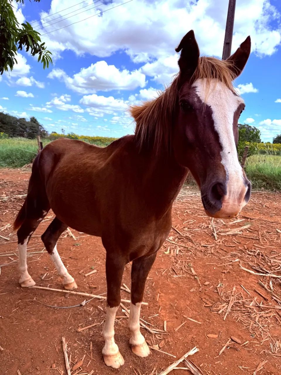 Cavalo Para Venda