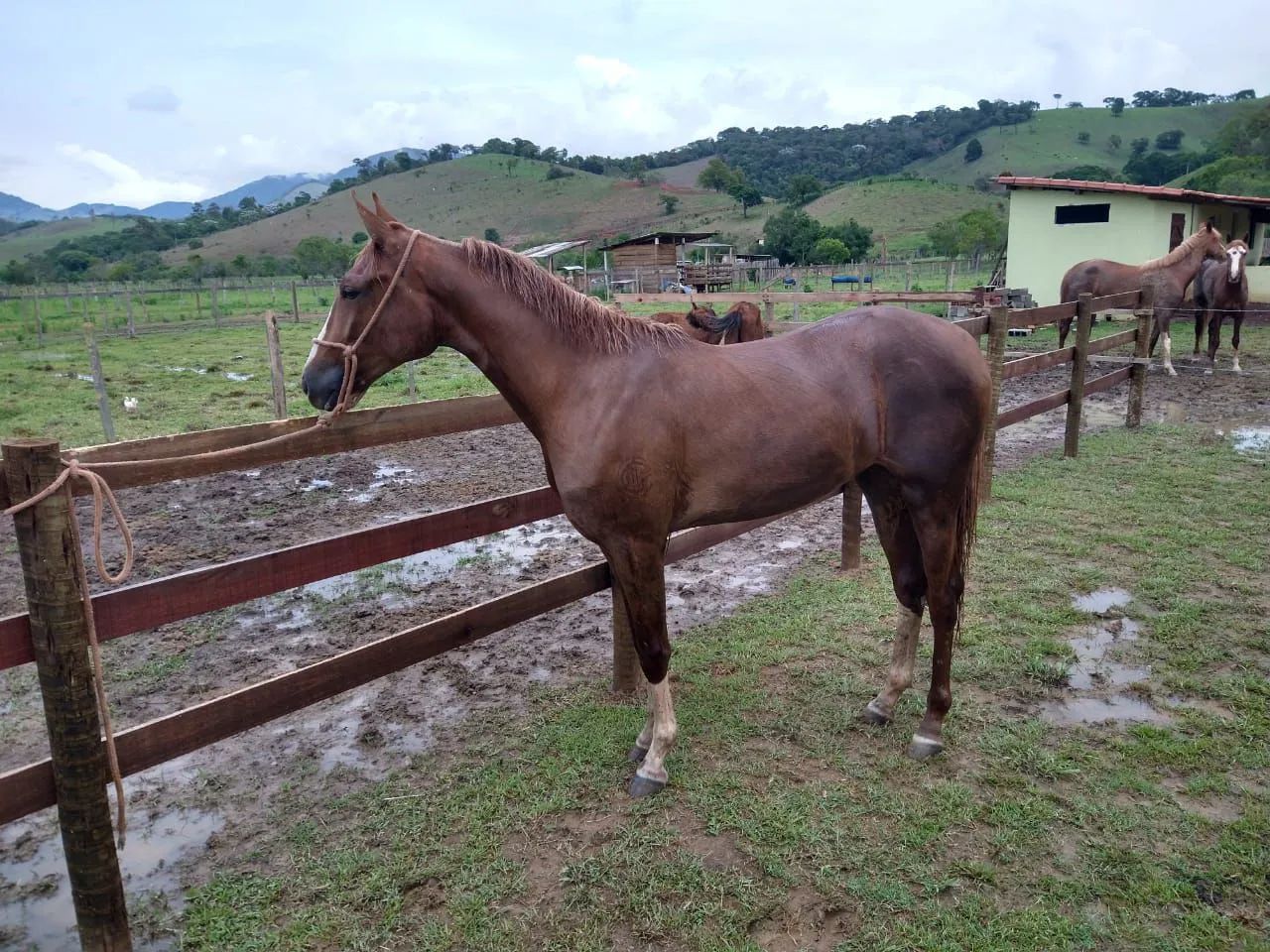 POTRA PAULISTA  - Foto 3