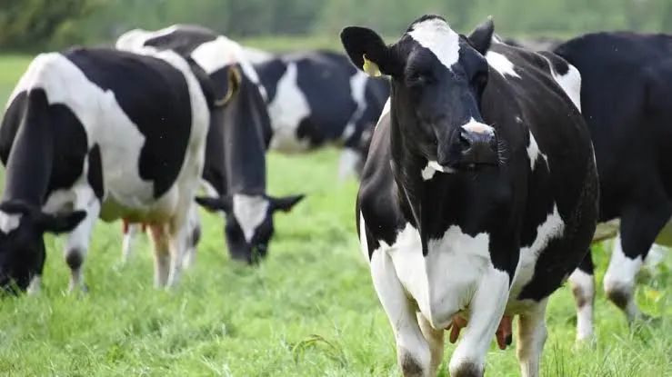 Vacas leiteiras, novilhas  parcelo em 12 X  - Foto 6