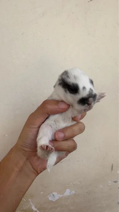 Filhotes de Coelho  - Foto 3