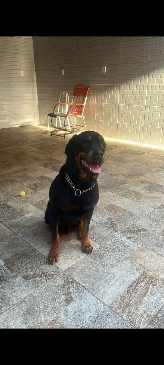 Cachorro Rottweiler adoção  - Foto 2