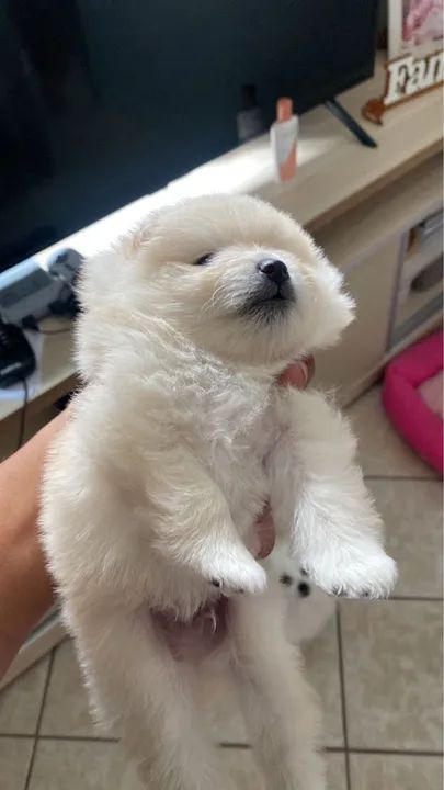 Filhote de Spitz Alemão