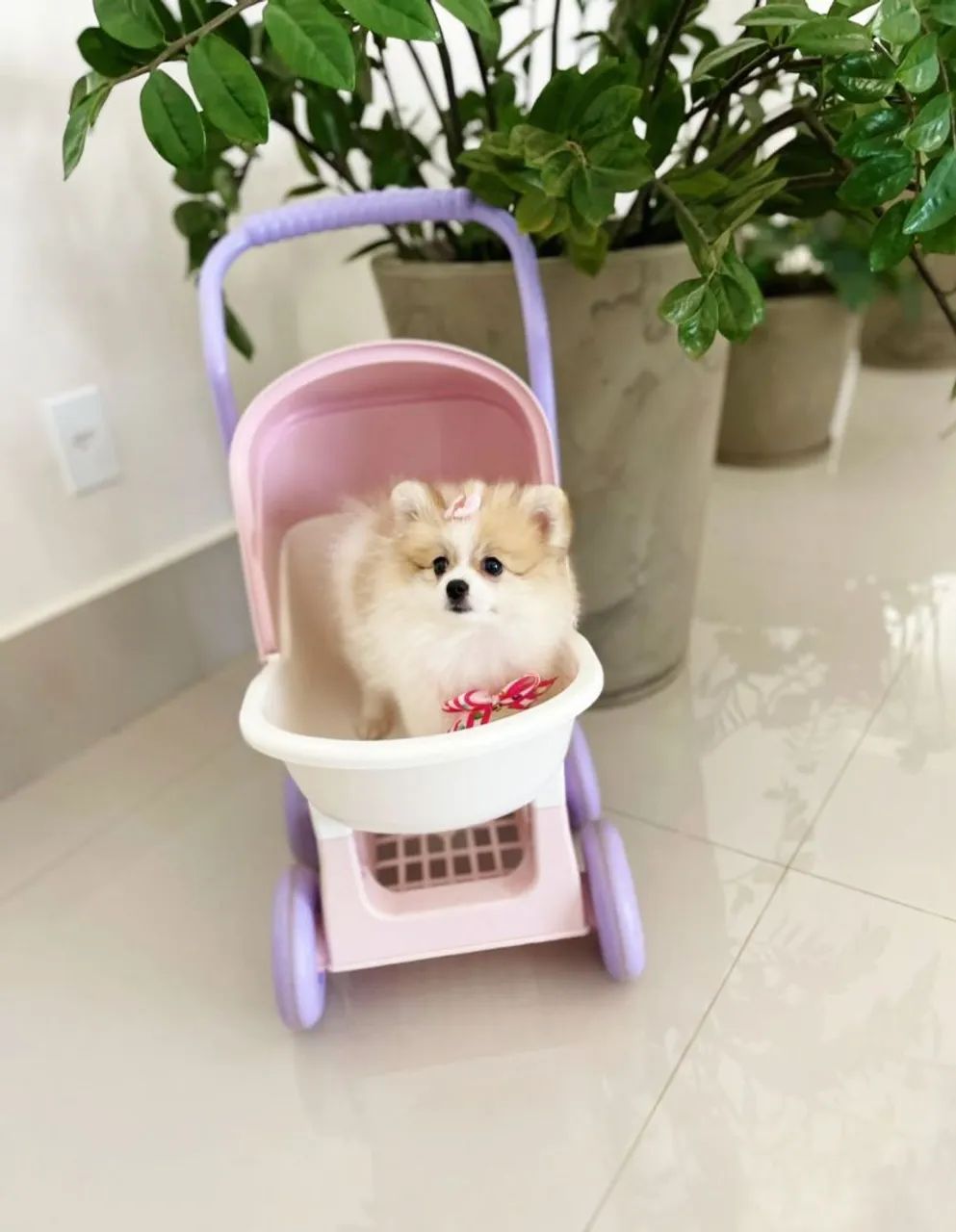 Lulu da pomerania  - Foto 2