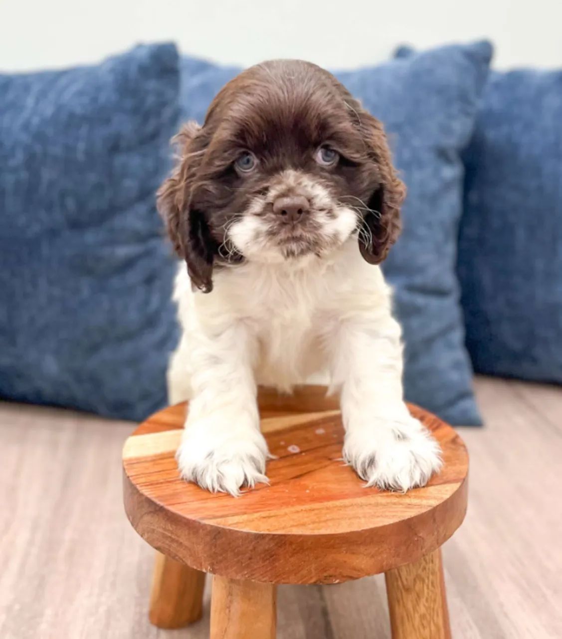 Cocker Spaniel inglês sociável e encantador