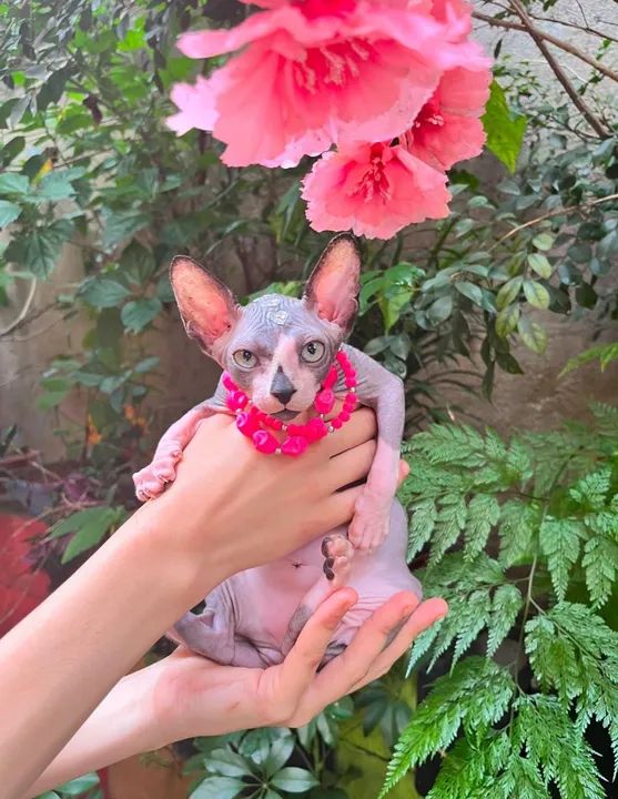 Sphynx gato pelado _ gatos de veterinária  - Foto 3