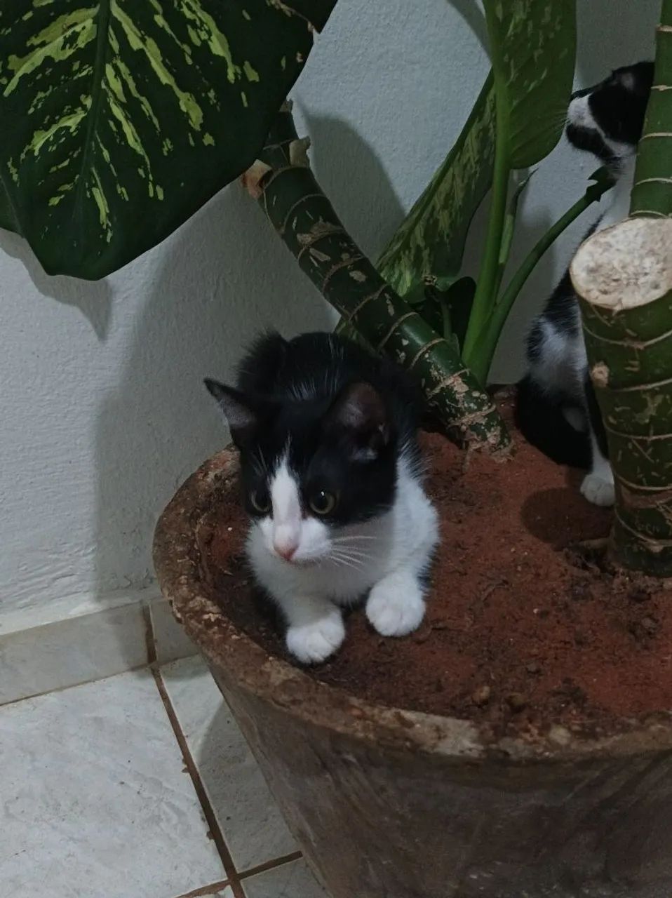 Gatinha preto e branco disponível para adoção
