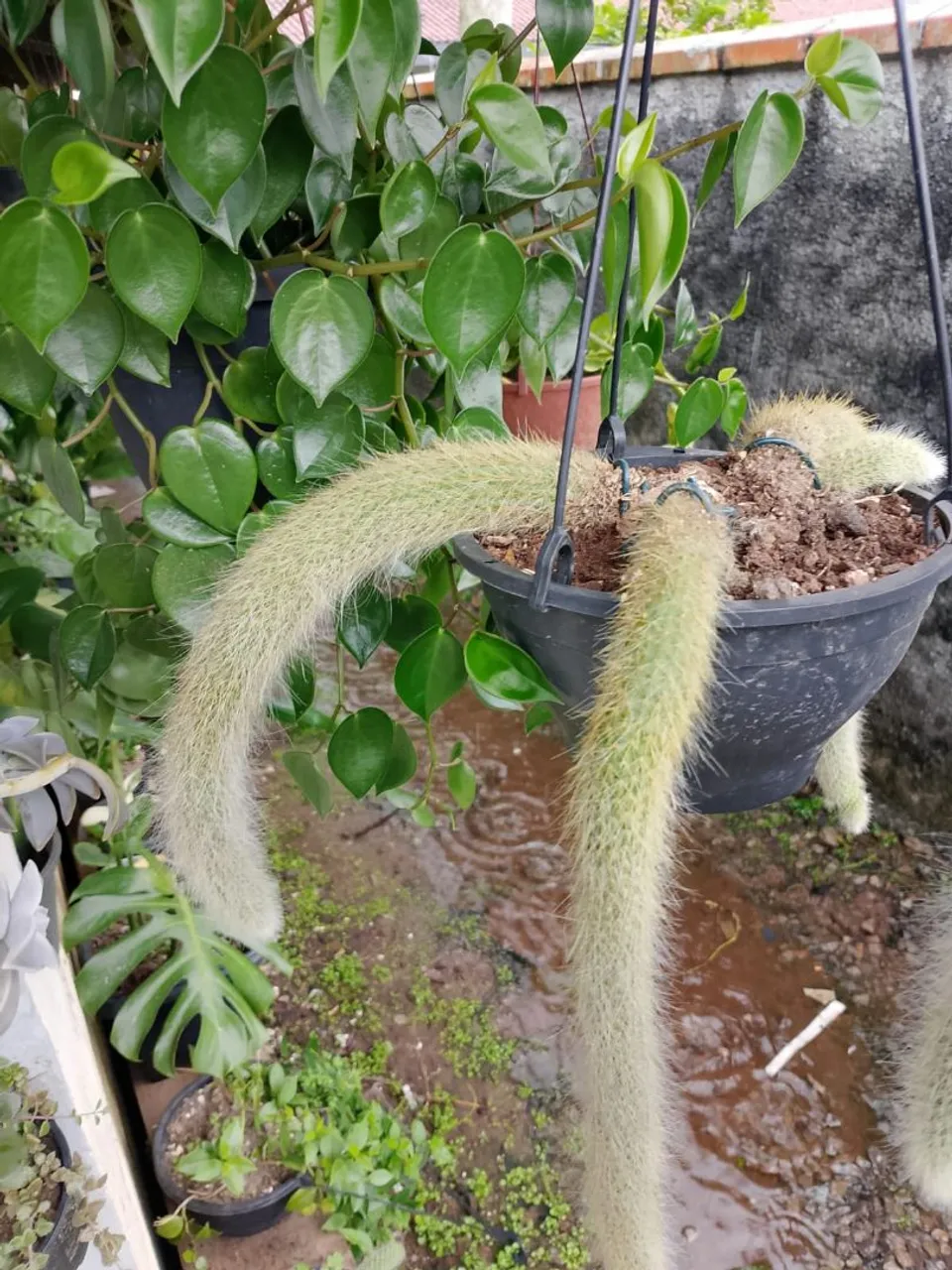 Cacto Rabo de macaco