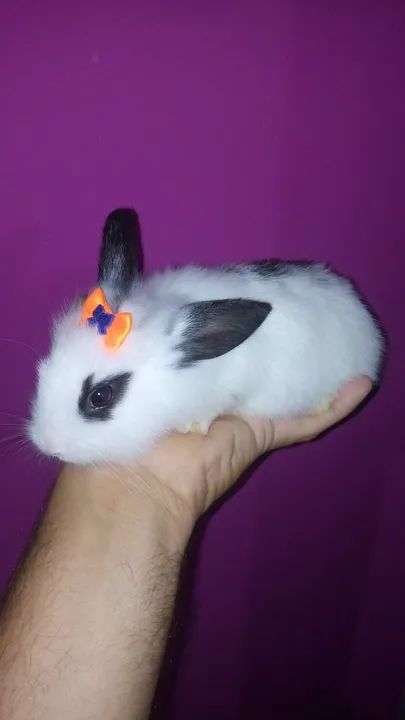 Mini Coelhinho - Foto 5