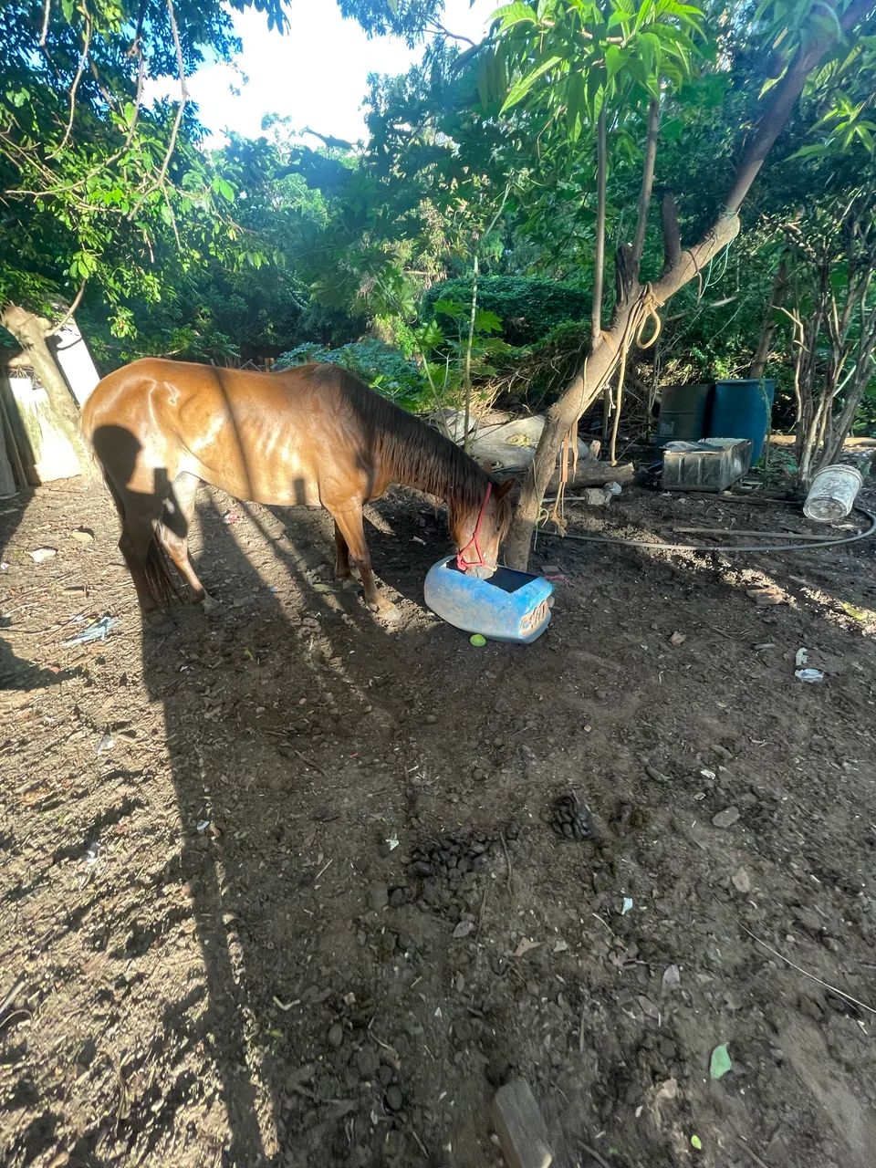 Égua de sela  - Foto 2