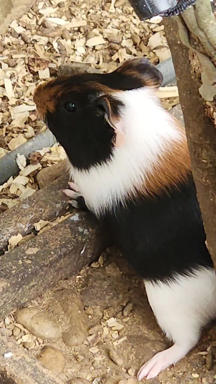 Vendo Porquinho da índia - Foto 3