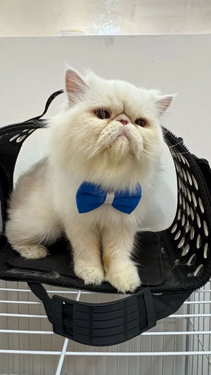 Filhotes Persas !! Filhote Premium - Pais com Pedigree!!  - Foto 4