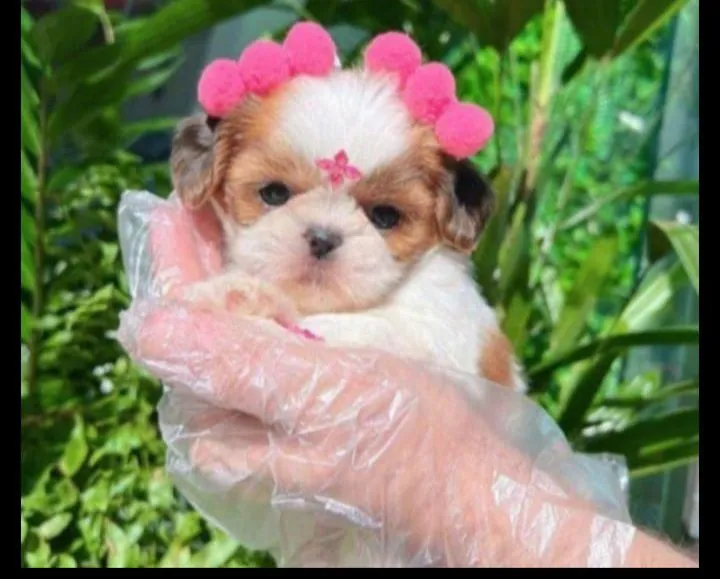 Filhote Shih Tzu minis legítimos
