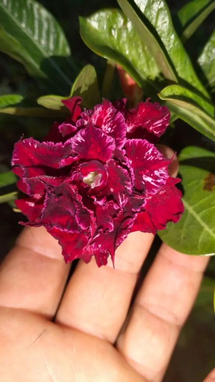 Rosa do Deserto 64310336933121124