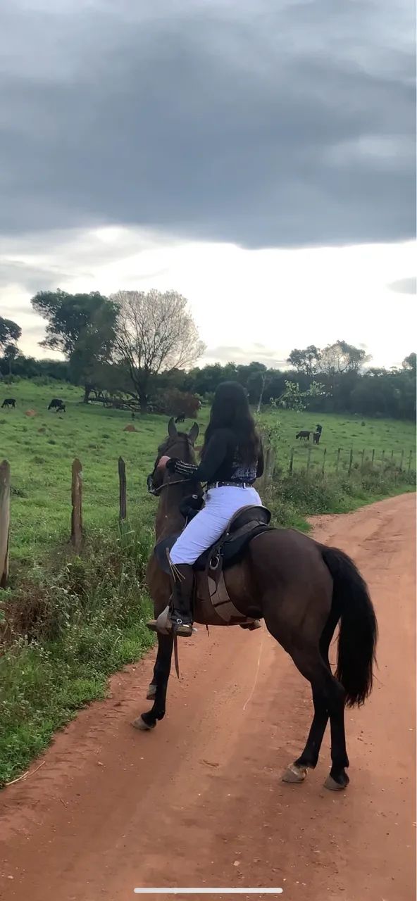 vende se cavalo novo  - Foto 2