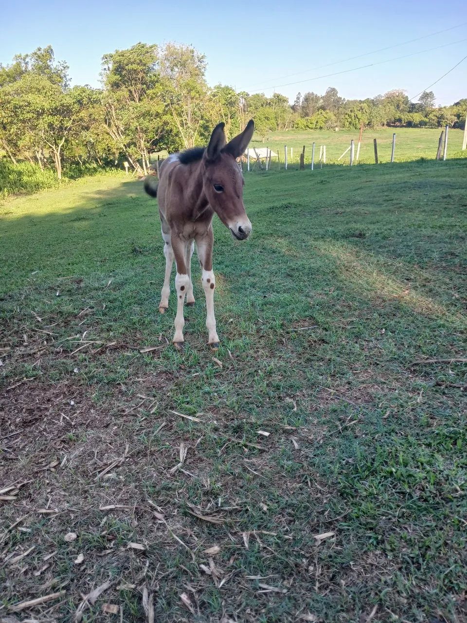 Vendo mula pampa exotica int chama no zap *  - Foto 5