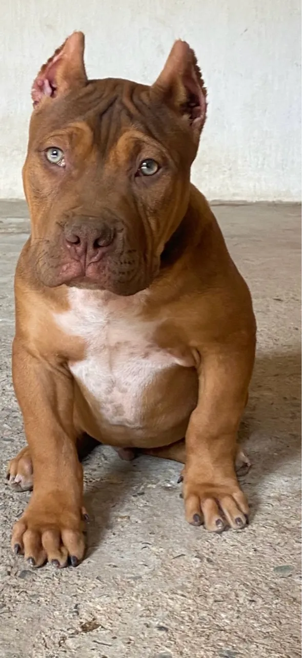 Vendo filhote de pit Mosnter macho pedigree 