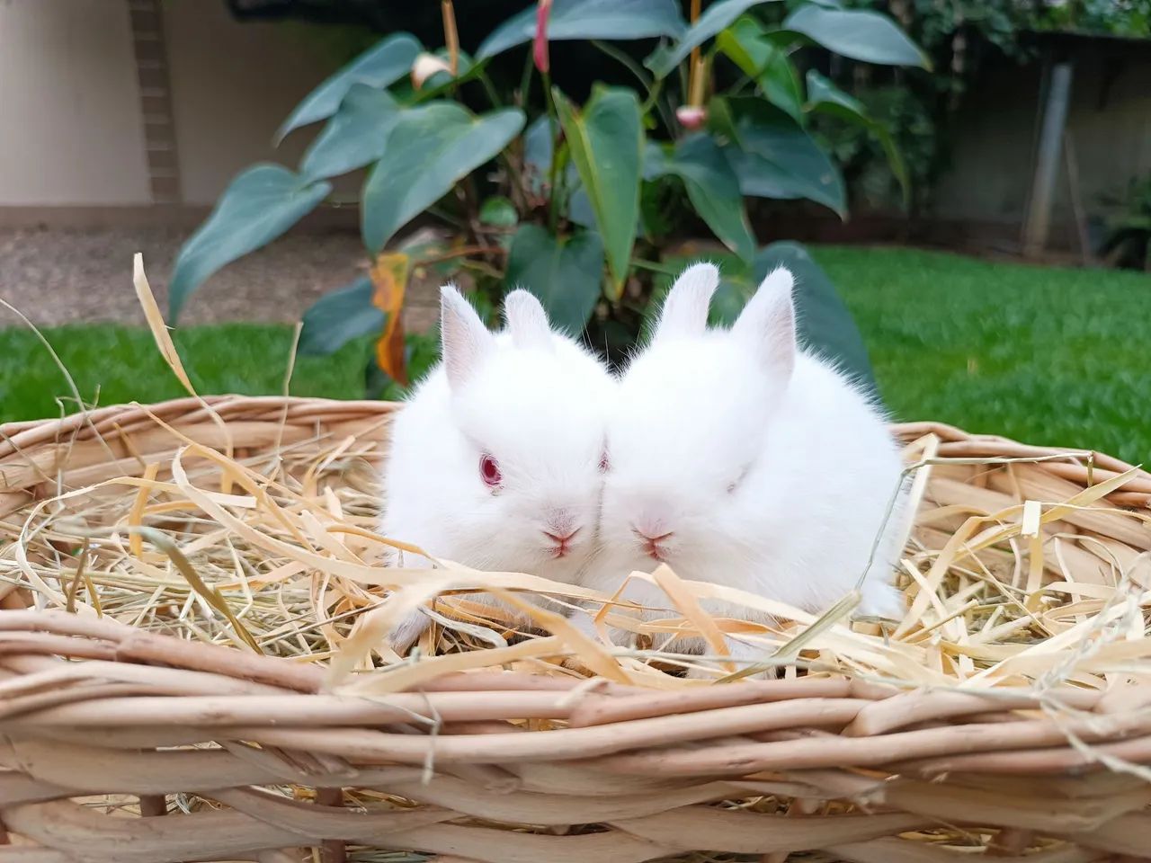 Coelhas filhotes anão Netherland 