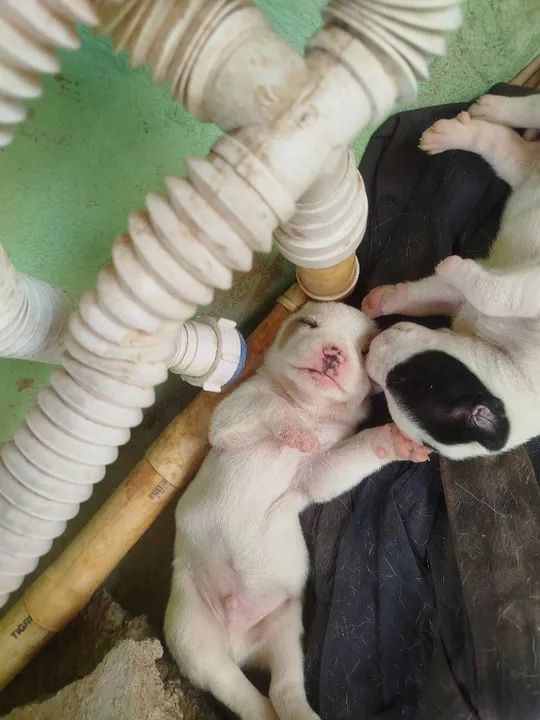 Filhote de Pitbull com Dogo Argentino  - Foto 3