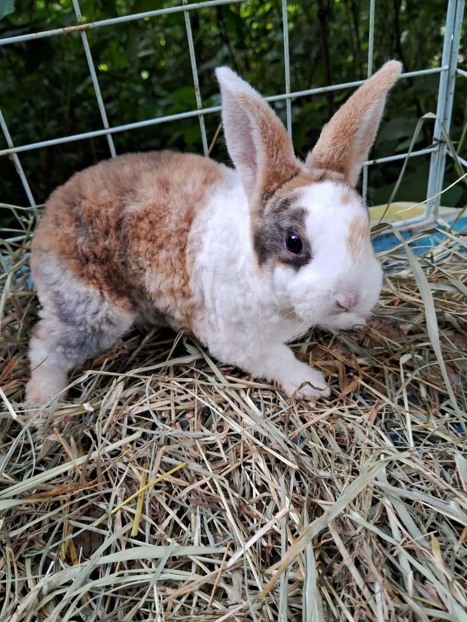 A3M-Coelho Mini Rex, arlequim camurça-PROMOÇÃO- ( leia a descrição do anúncio  - Foto 3