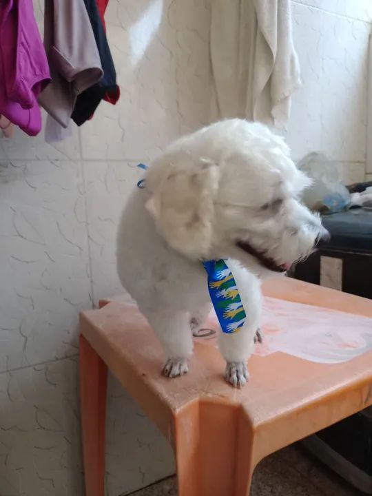 Banho e tosa em domicílio em Santarém  - Foto 4