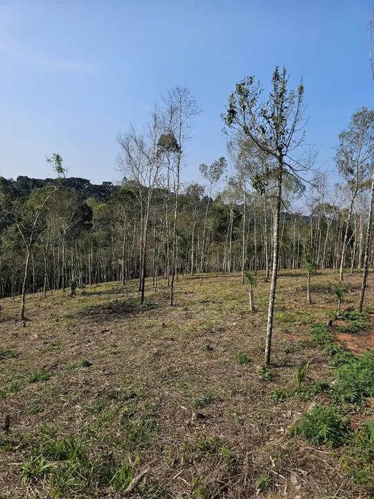 Chacara belas Áreas Roseira Colombo/ Campina Grande do Sul - Foto 3