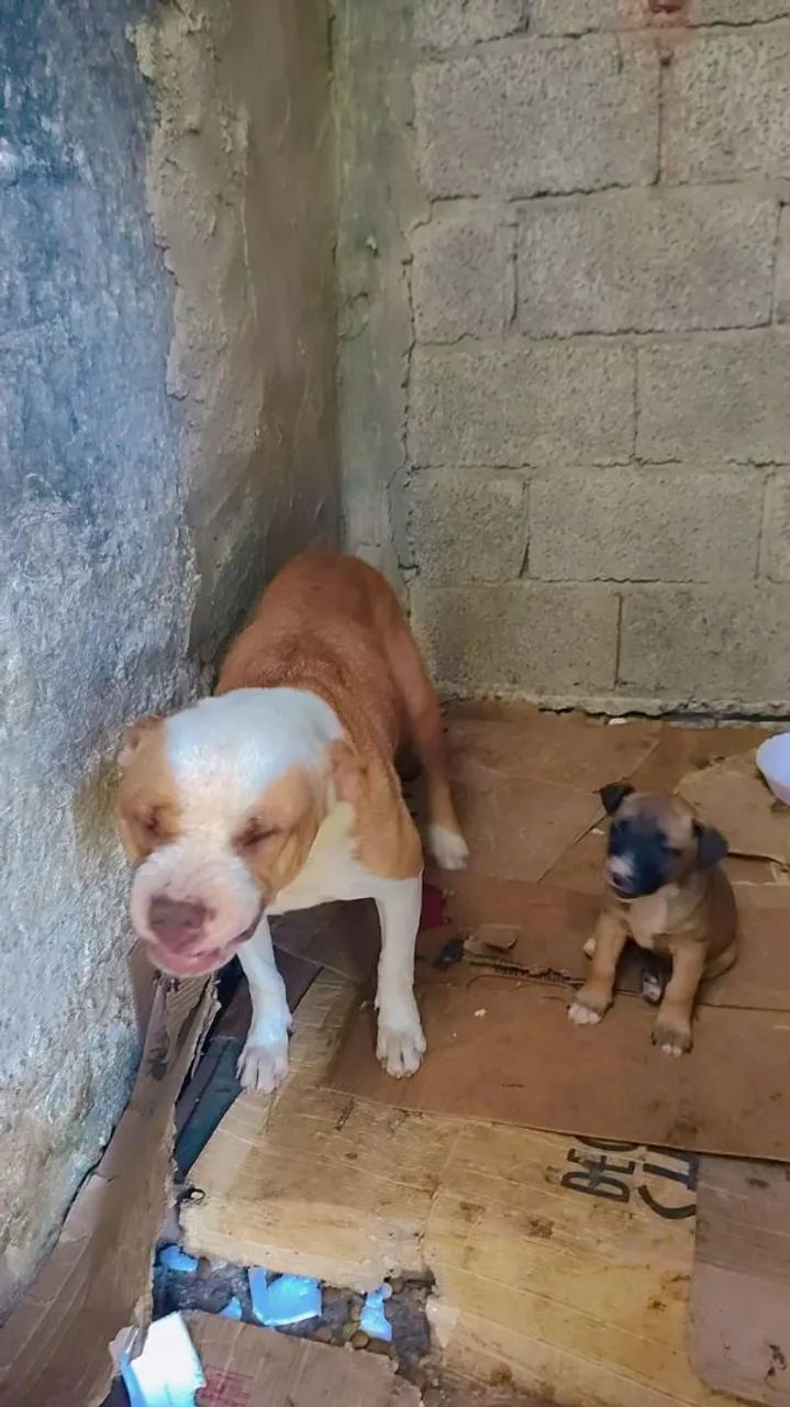 Doação Pitbull com pastor malinois  - Foto 3
