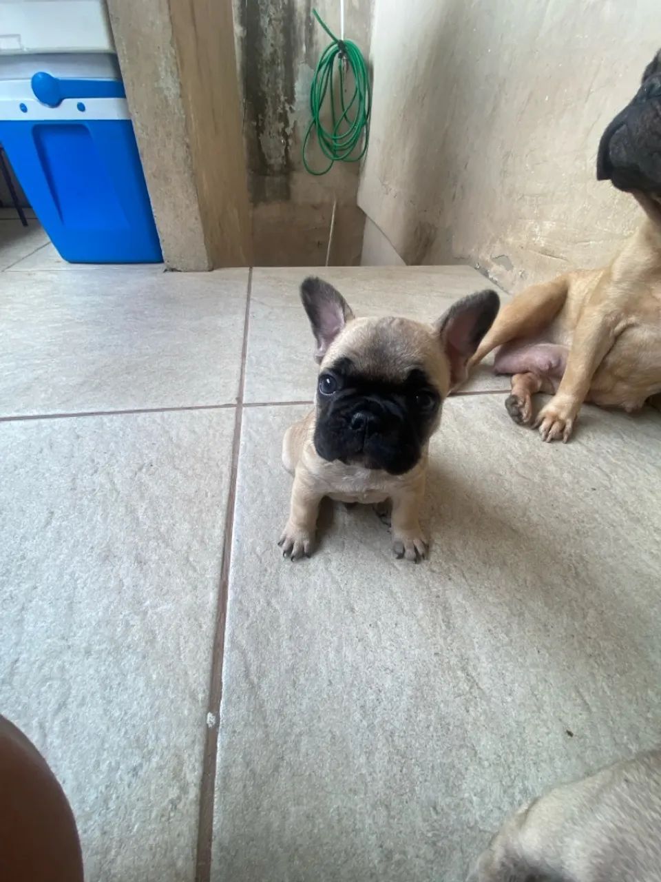 Filhotes de Bulldog Francês